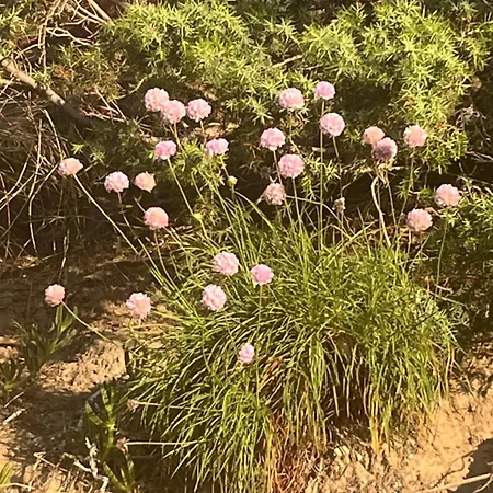 וילה Lovely Sea View And Garden קוסטה פרדיסו